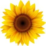 Sunflower with solar panel center symbolizing renewable energy solutions from a solar panel company